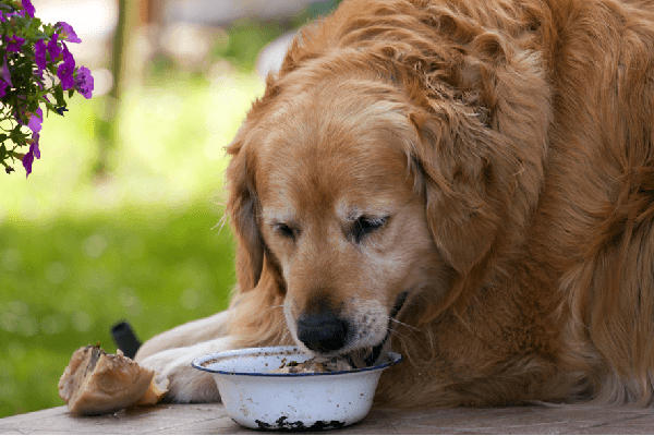 Authority Pet Food: The Ultimate Choice for a Happy, Healthy Pet